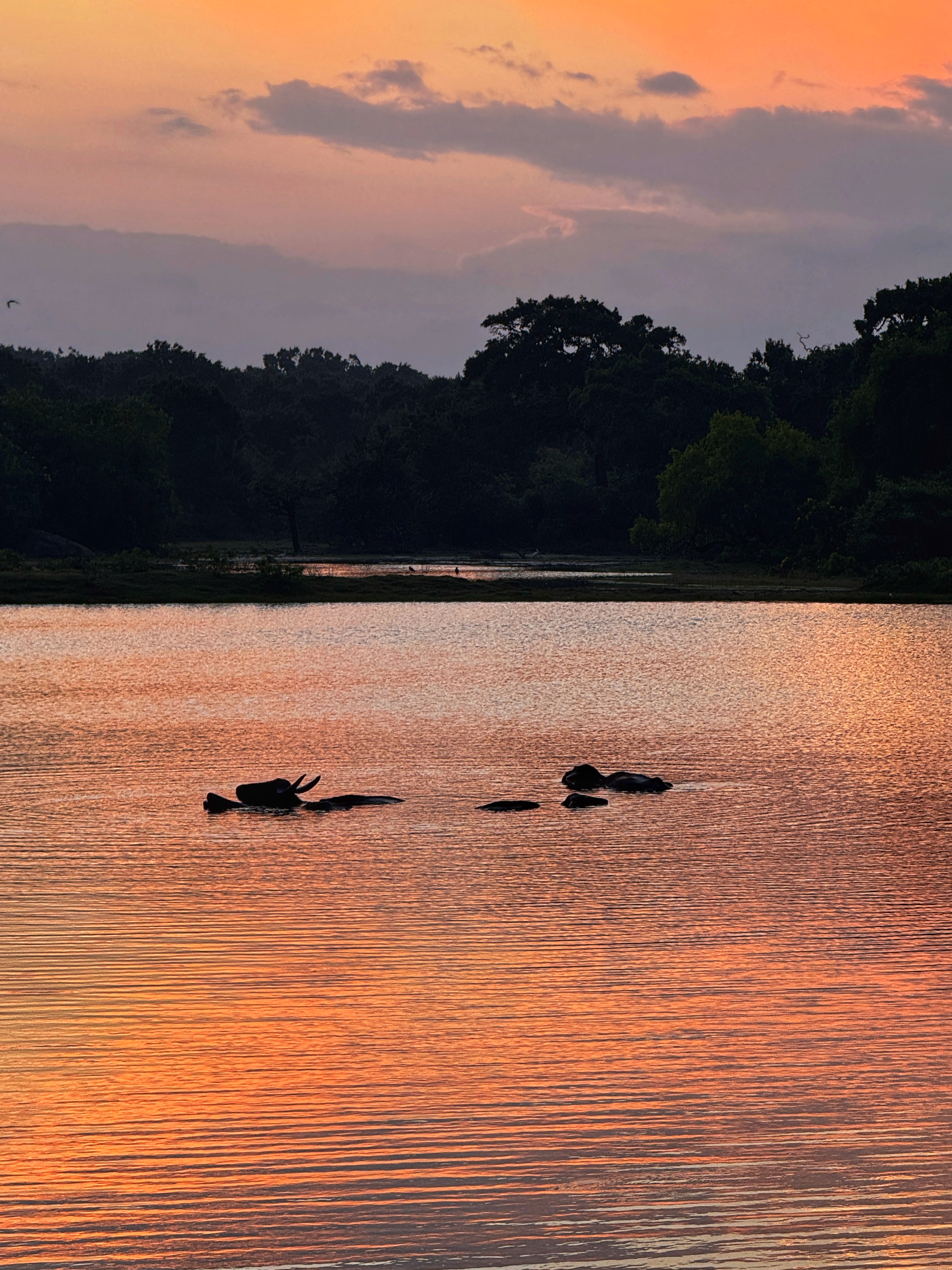 Шри-Ланка: всё самое лучшее за 8 дней + Сафари в Яле (10/40)