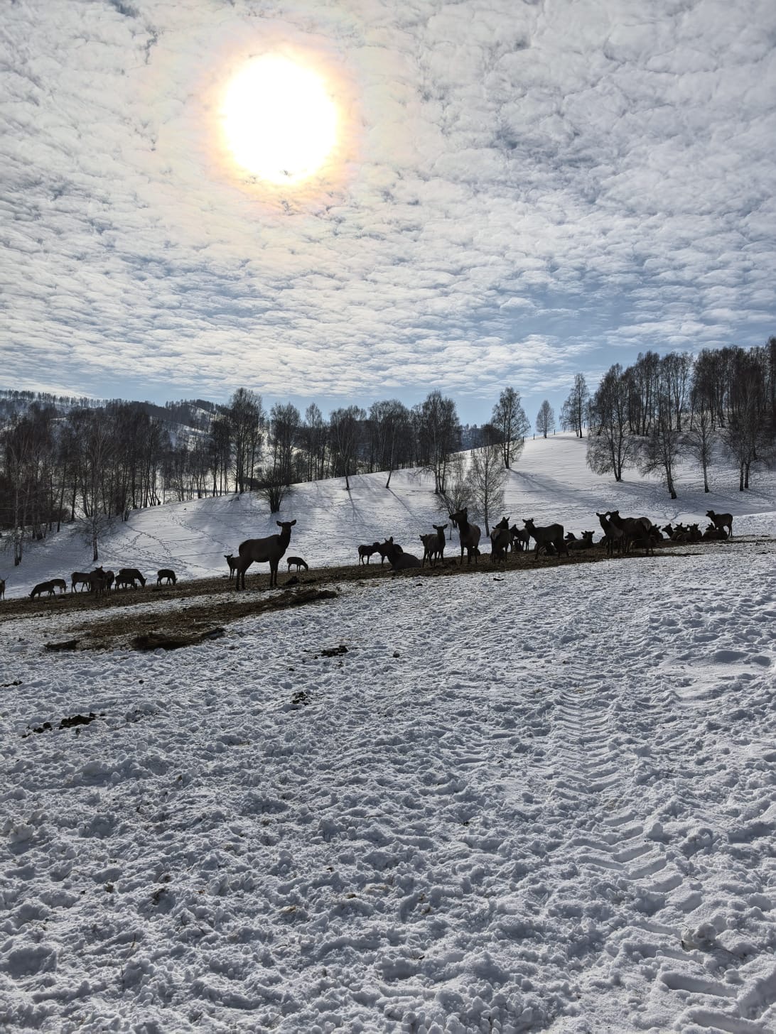 Лучшее на Алтае Зимой, 5 дней (5/15)