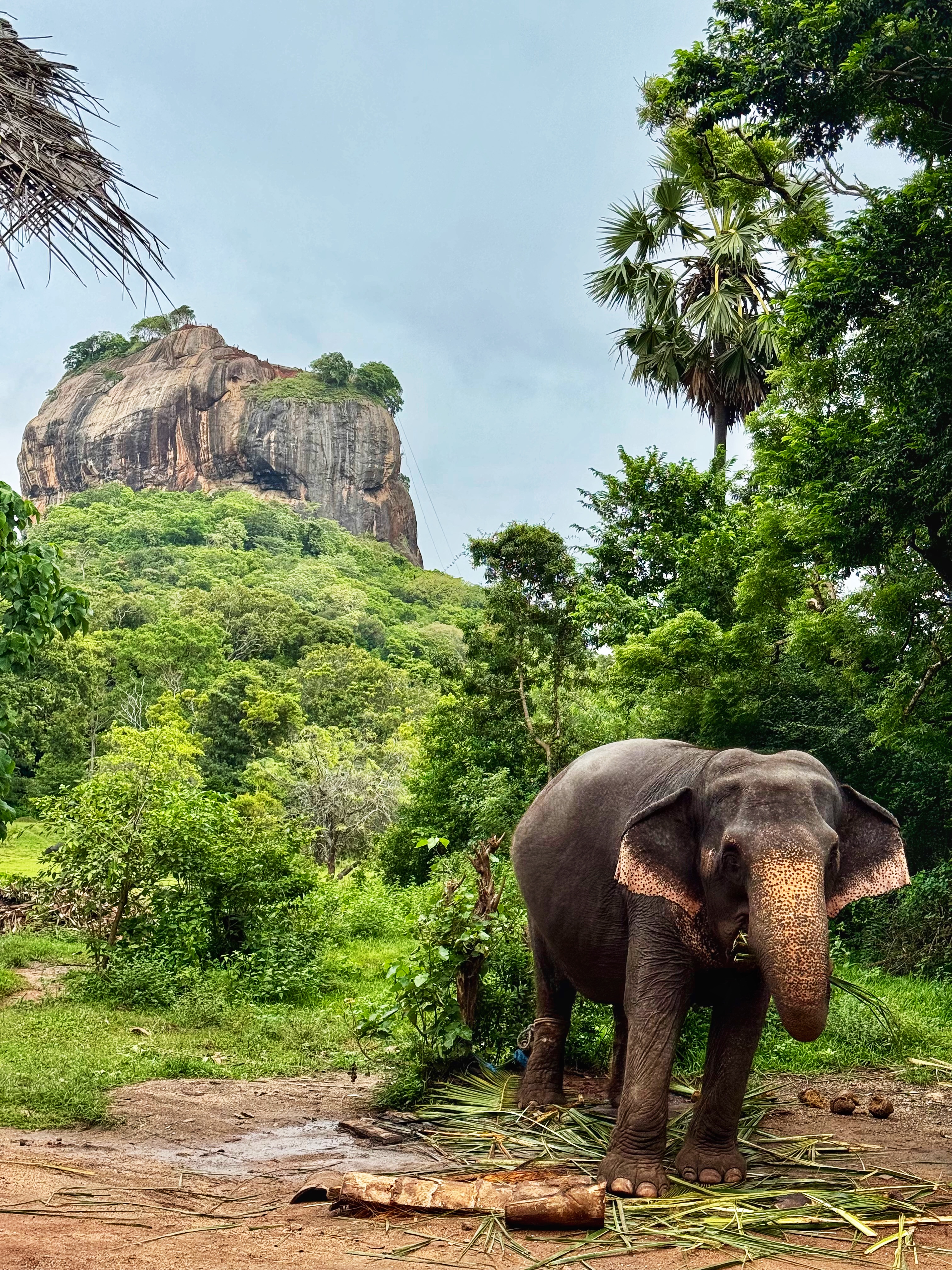 Шри-Ланка: всё самое лучшее за 8 дней + Сафари в Яле (15/40)