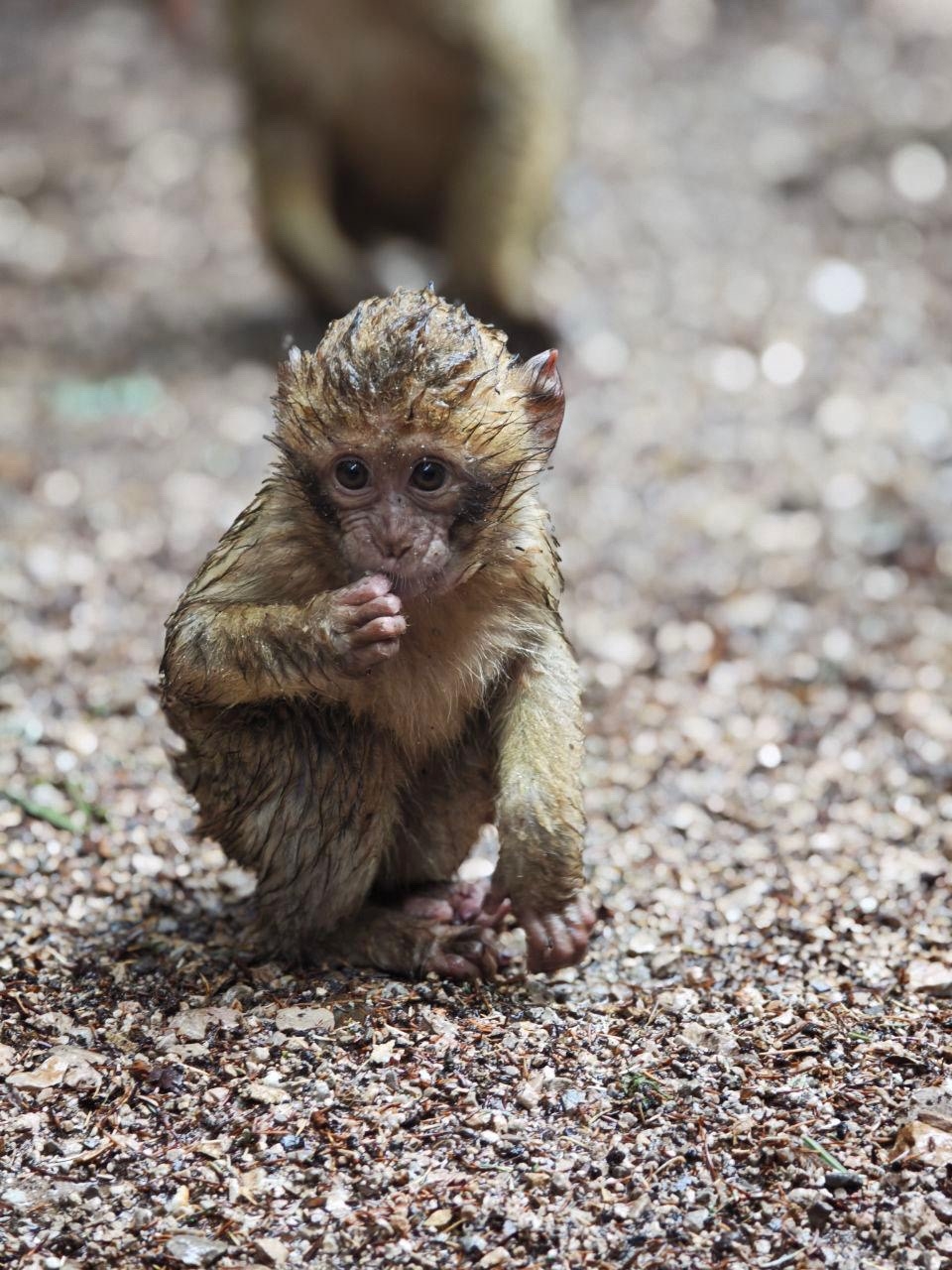 Фес - Марракеш (420 км)