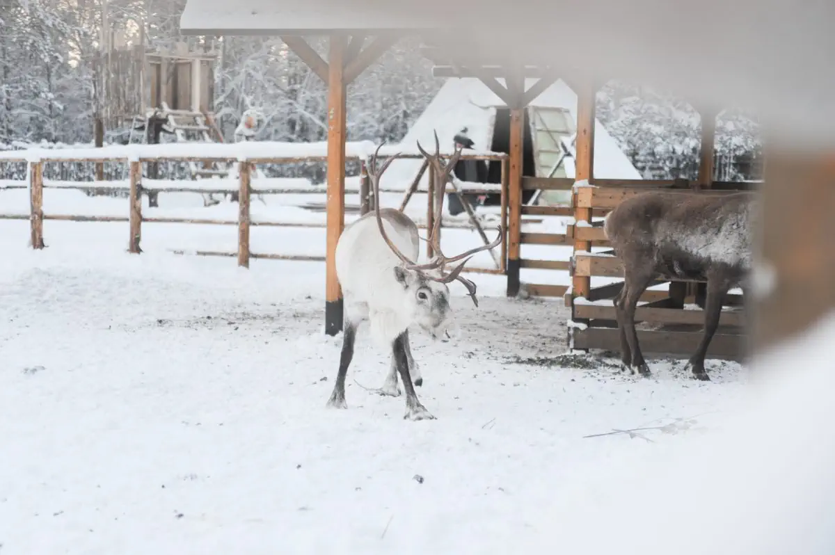 Сила природы Карелии. Долина водопадов (2/8)