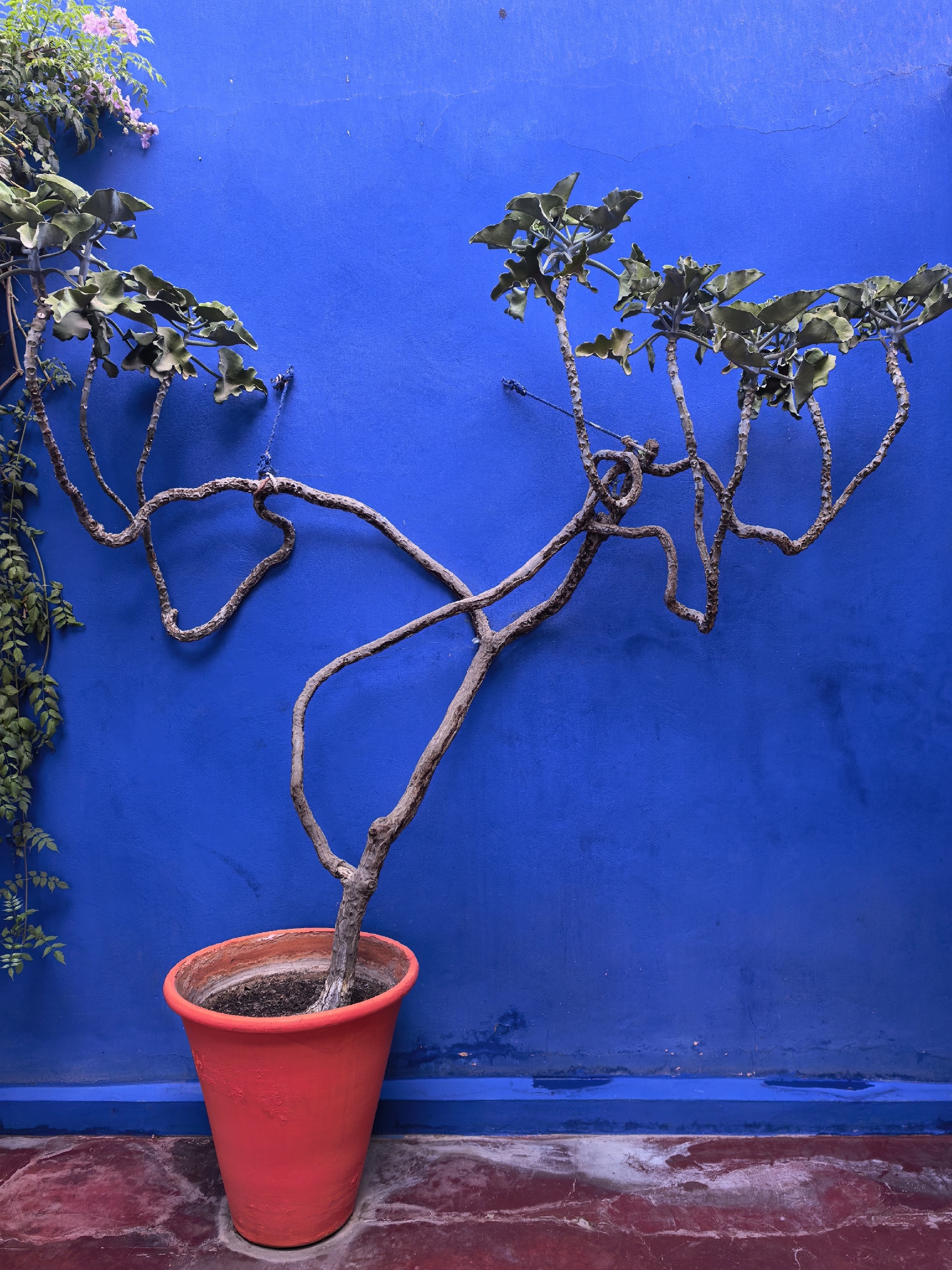 Марокко. Древнее Королевство с перелётом из Санкт-Петербурга (55/81)