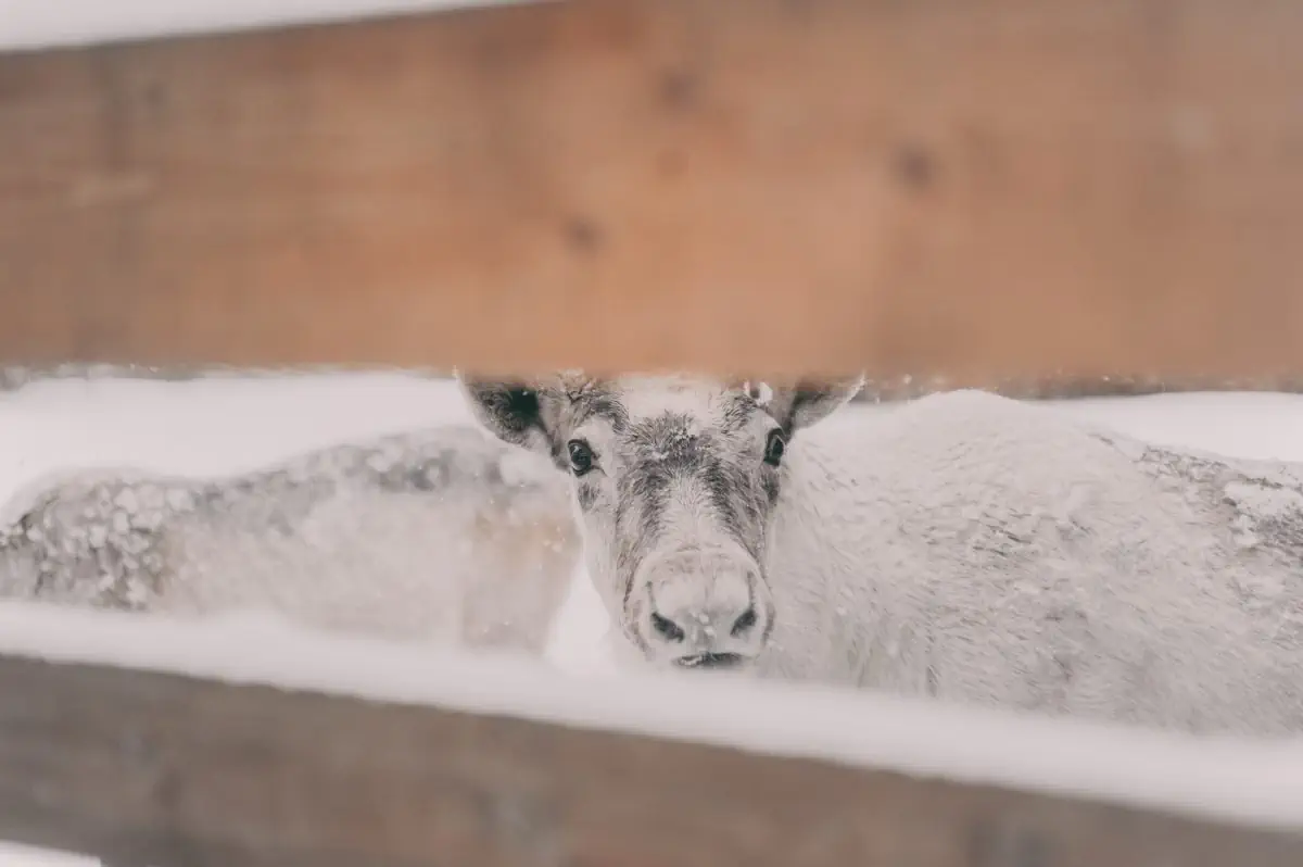 Сила природы Карелии. Долина водопадов (3/8)