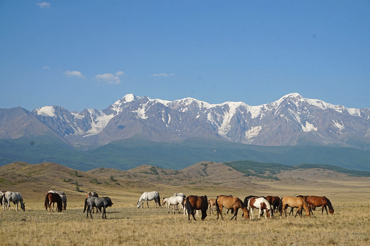 Серебро Алтая, треккинг без рюкзаков к ледникам Актру. (5/36)