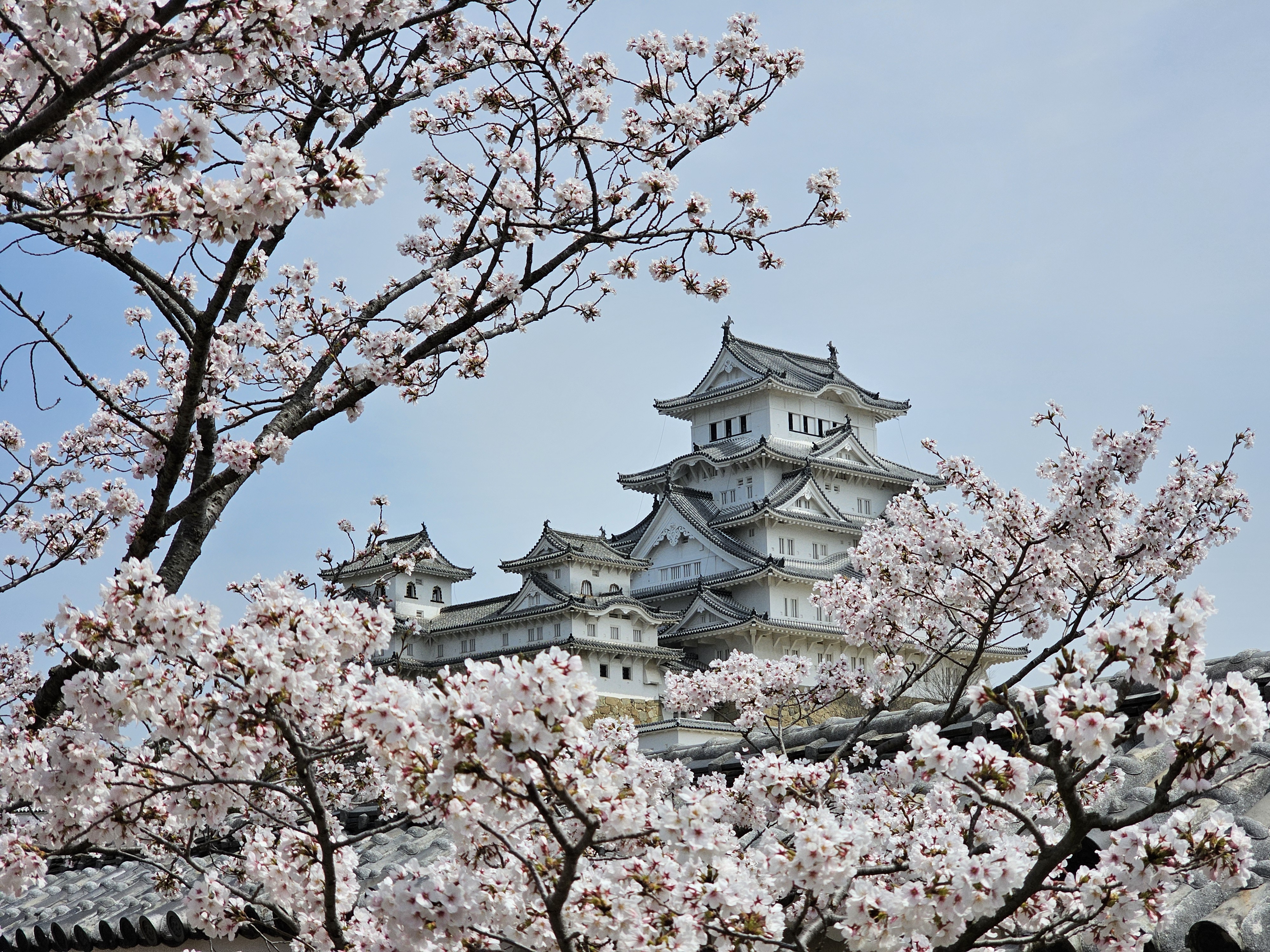 Япония: гастро-тур в сезон Cакуры