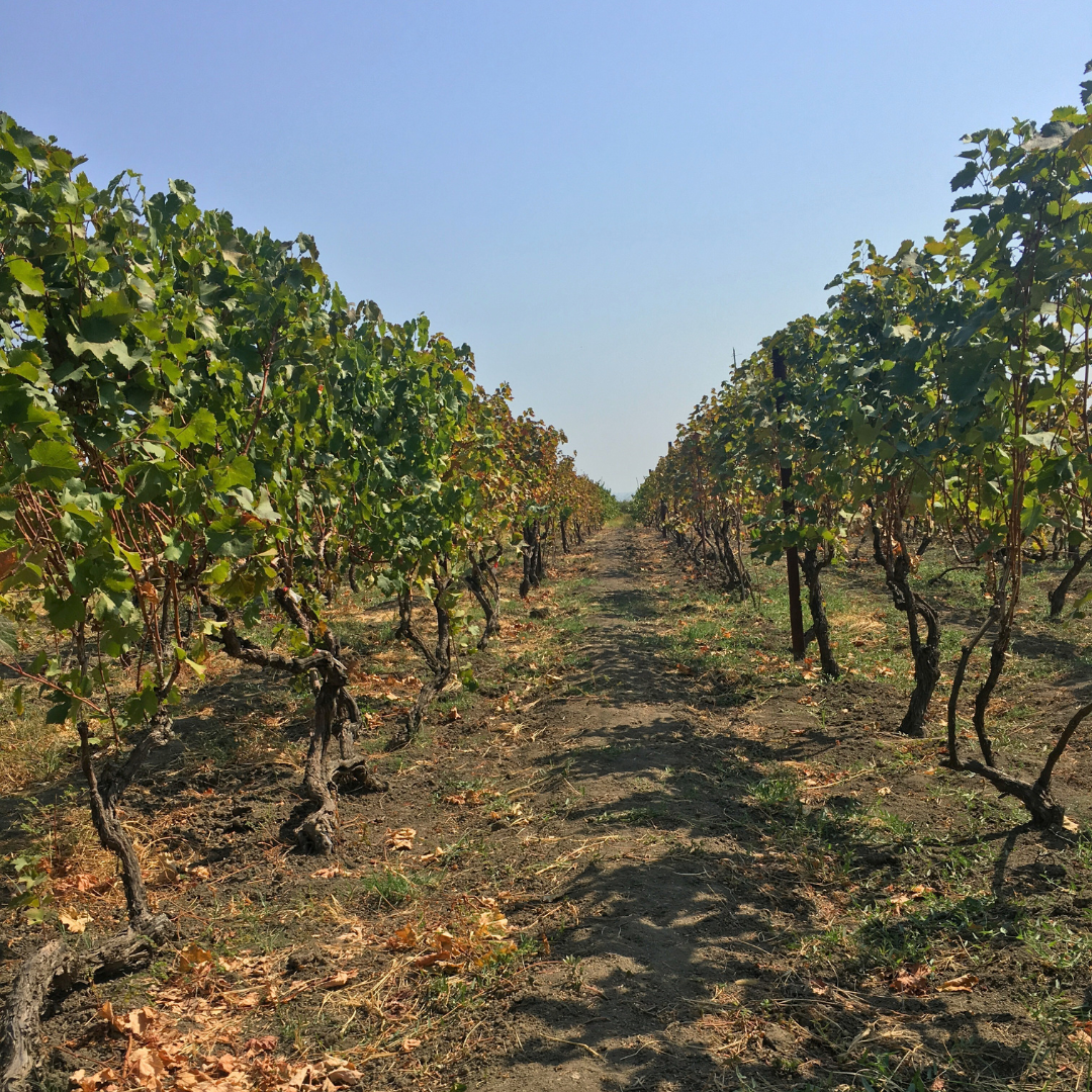 Грузинская Кругосветка - Большое путешествие по Грузии: 6 городов (9/22)