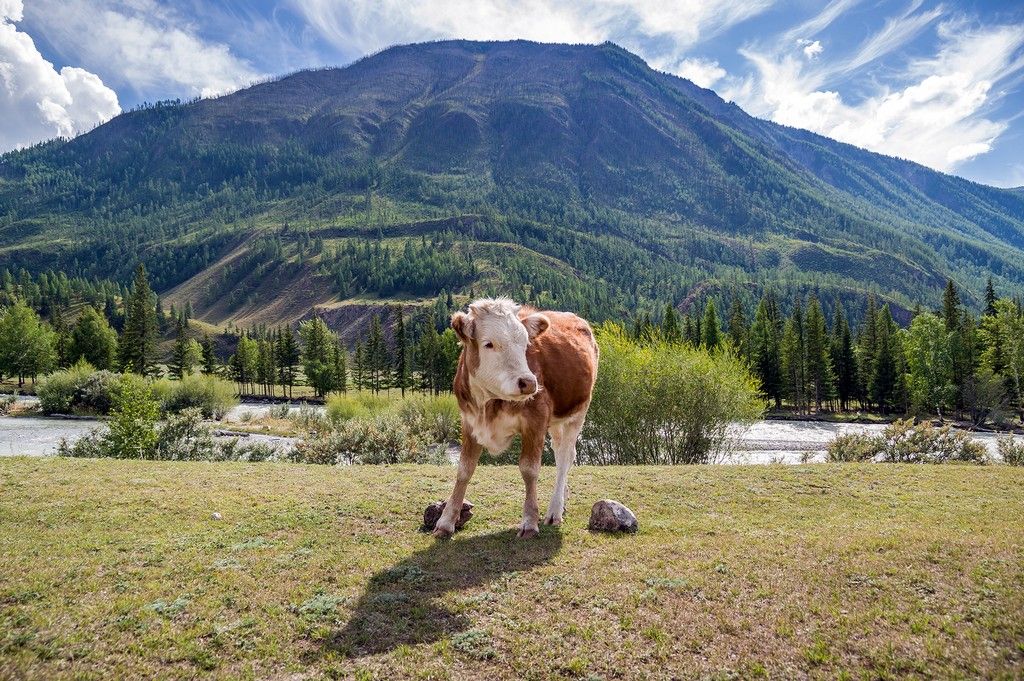 Доступный Алтай за 4 дня (комфорт, в мини-группе) (2/13)