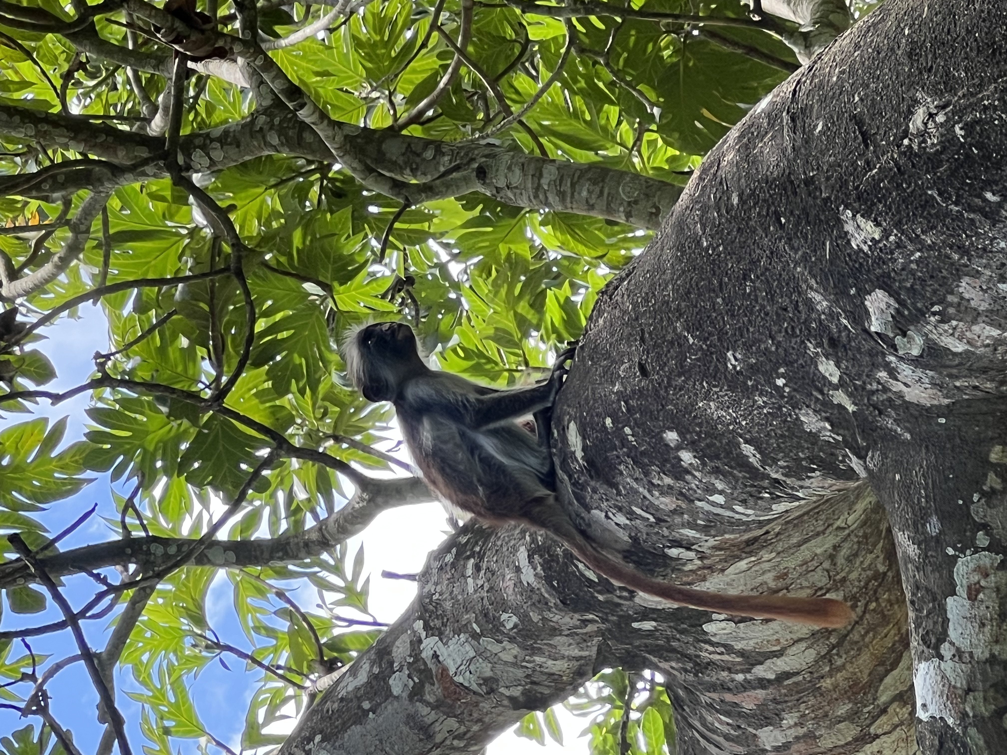 Занзибар: 9 дней моря, приключений и культуры (приватный тур) (14/47)