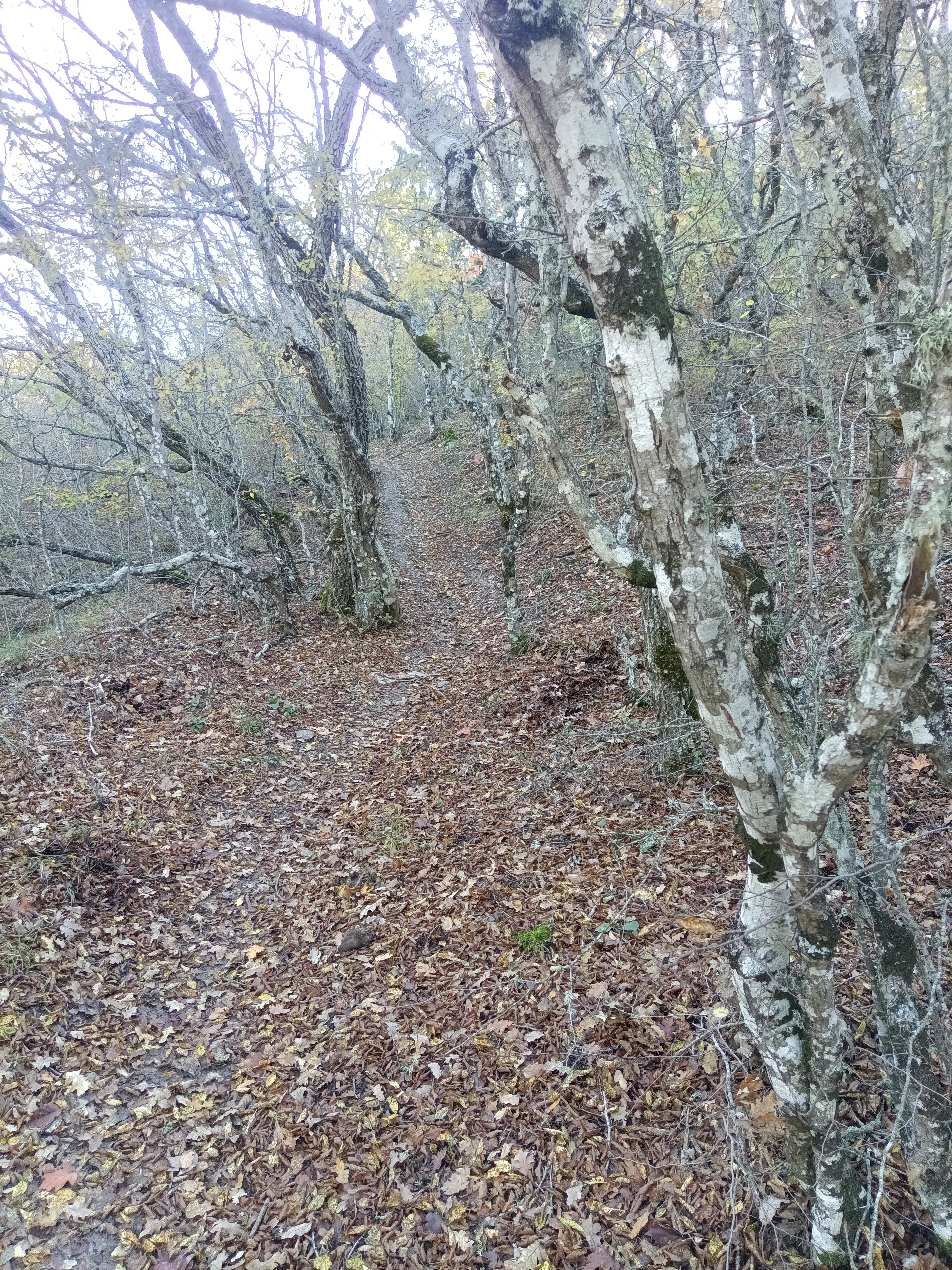 Прогулки по долинам Крыма. Восхождение на гору Сокол. Тренировки по скалолазанию. (19/128)