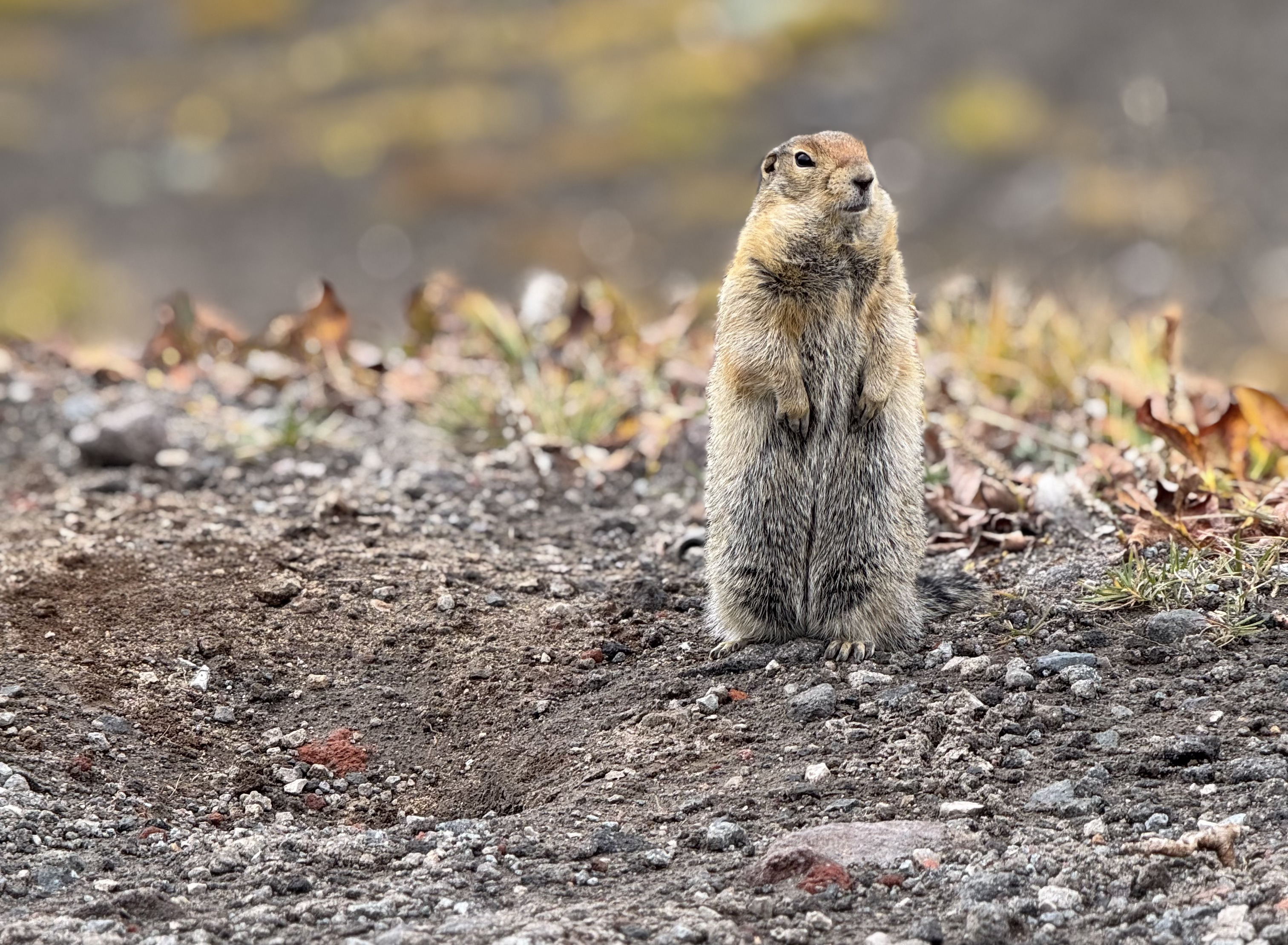 Восхождение на вулкан Мутновский + каньон Опасный