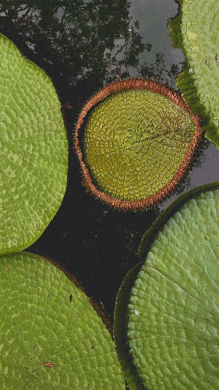 Бразилия и Аргентина: большое южноамериканское приключение (30/49)