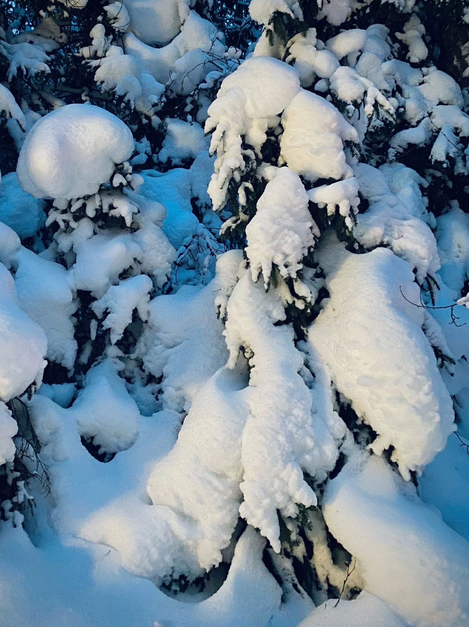 Лед и пламя. Поход с шатром в зимний лес Ленобласти (3/22)