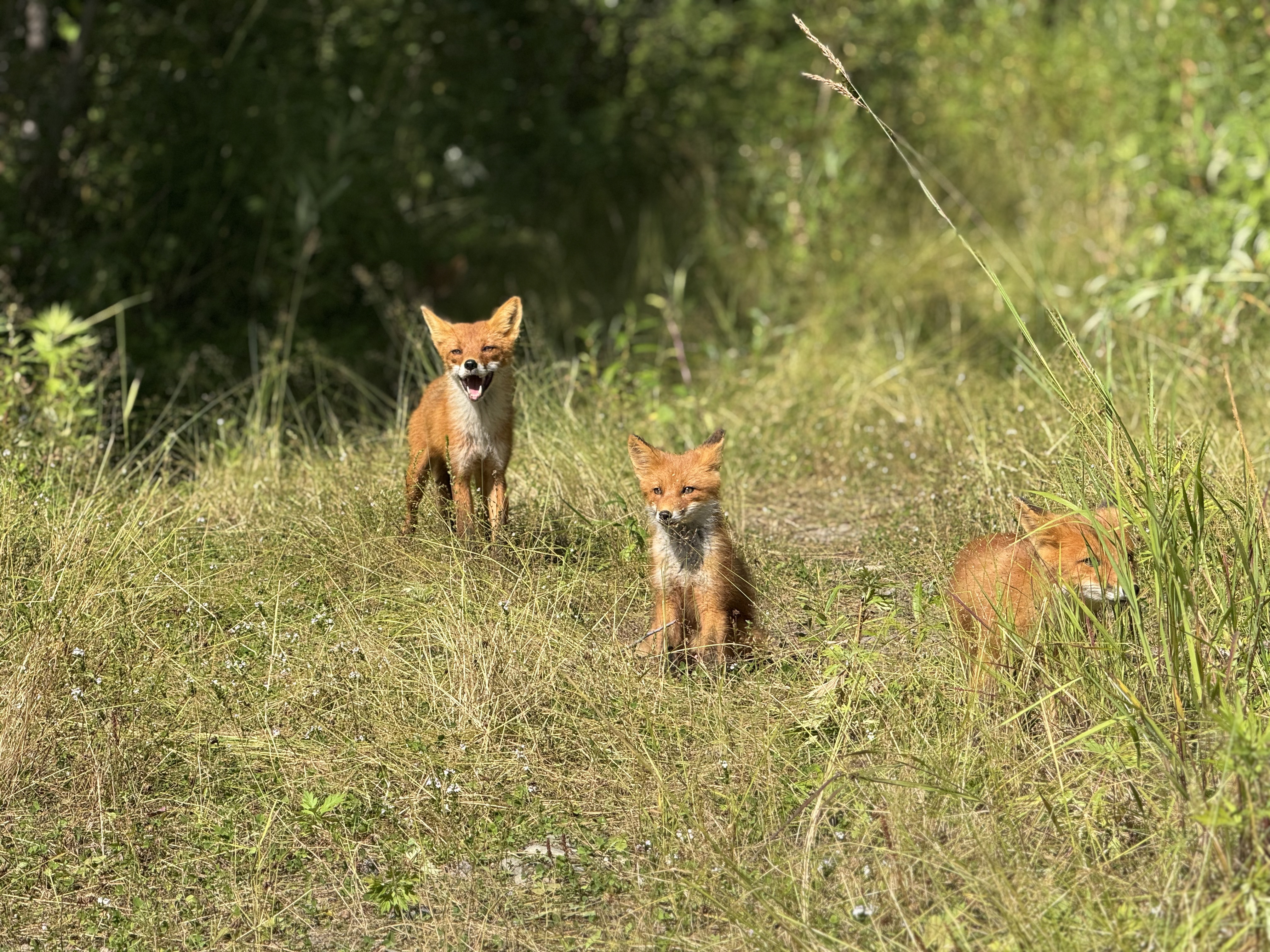Запасной день