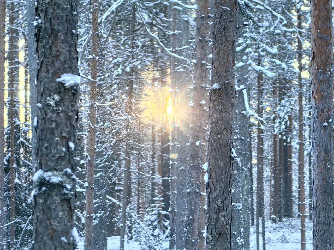 Лед и пламя. Поход с шатром в зимний лес Ленобласти (13/22)