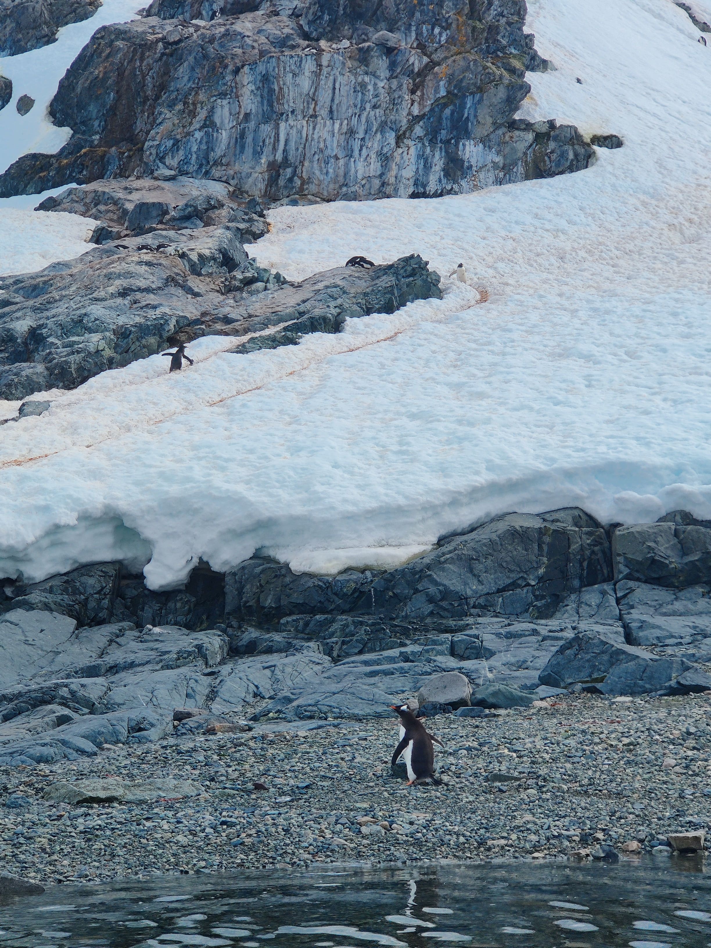 Антарктида: с пересечением пролива Дрейка! Обратно на Самолете. (55/55)