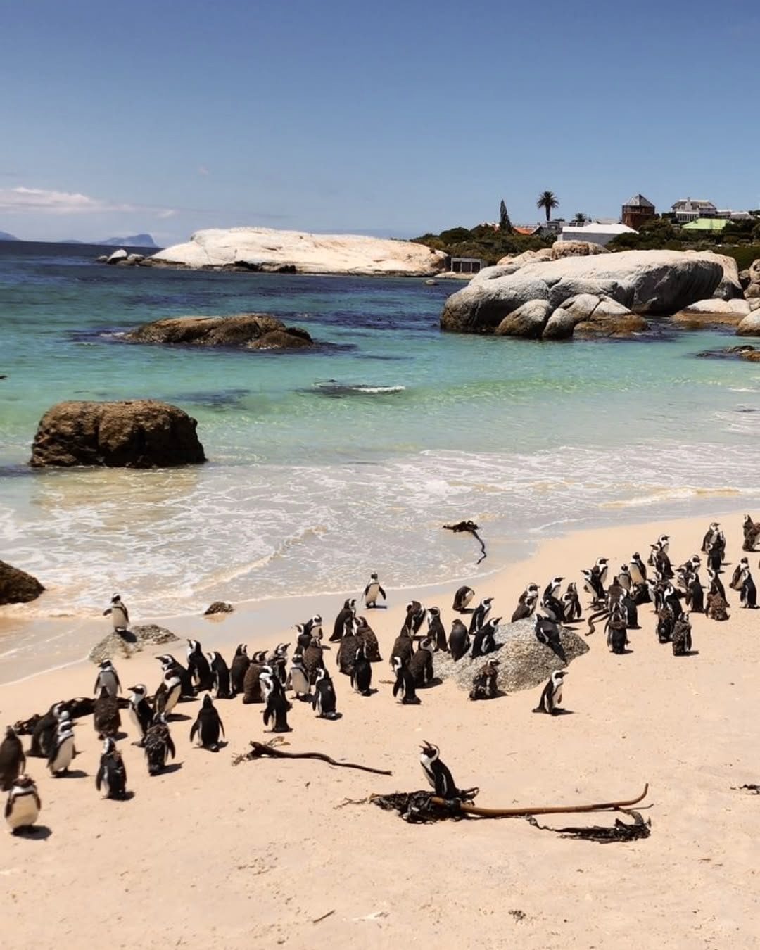 Южная Африка - Путешествие для эстетов. Премиум. Дорога Садов, Кейптаун и Виннодельни (10/16)