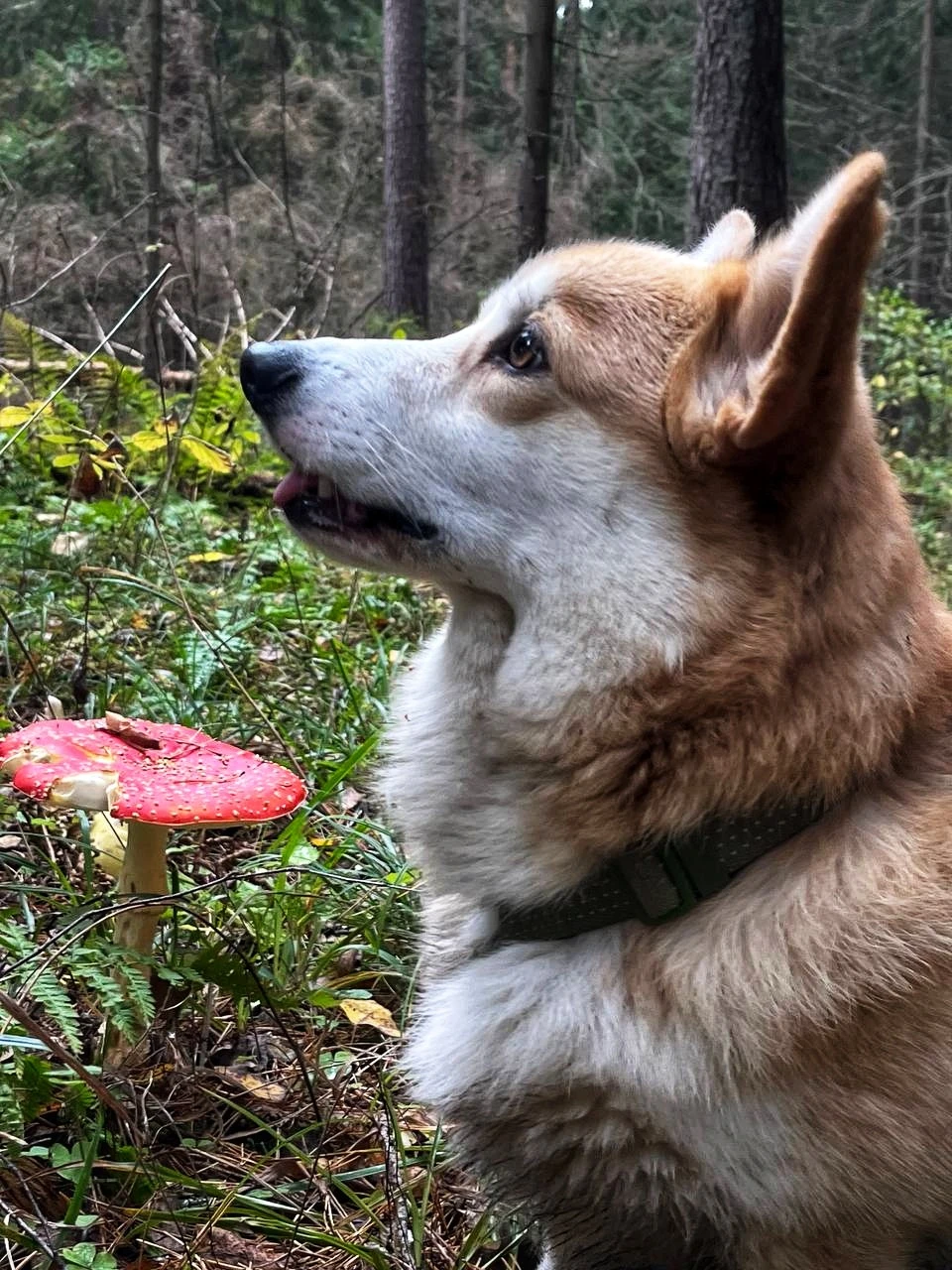 Звенигородский заказник и карьер Сима. Однодневный поход в Подмосковье (10/26)