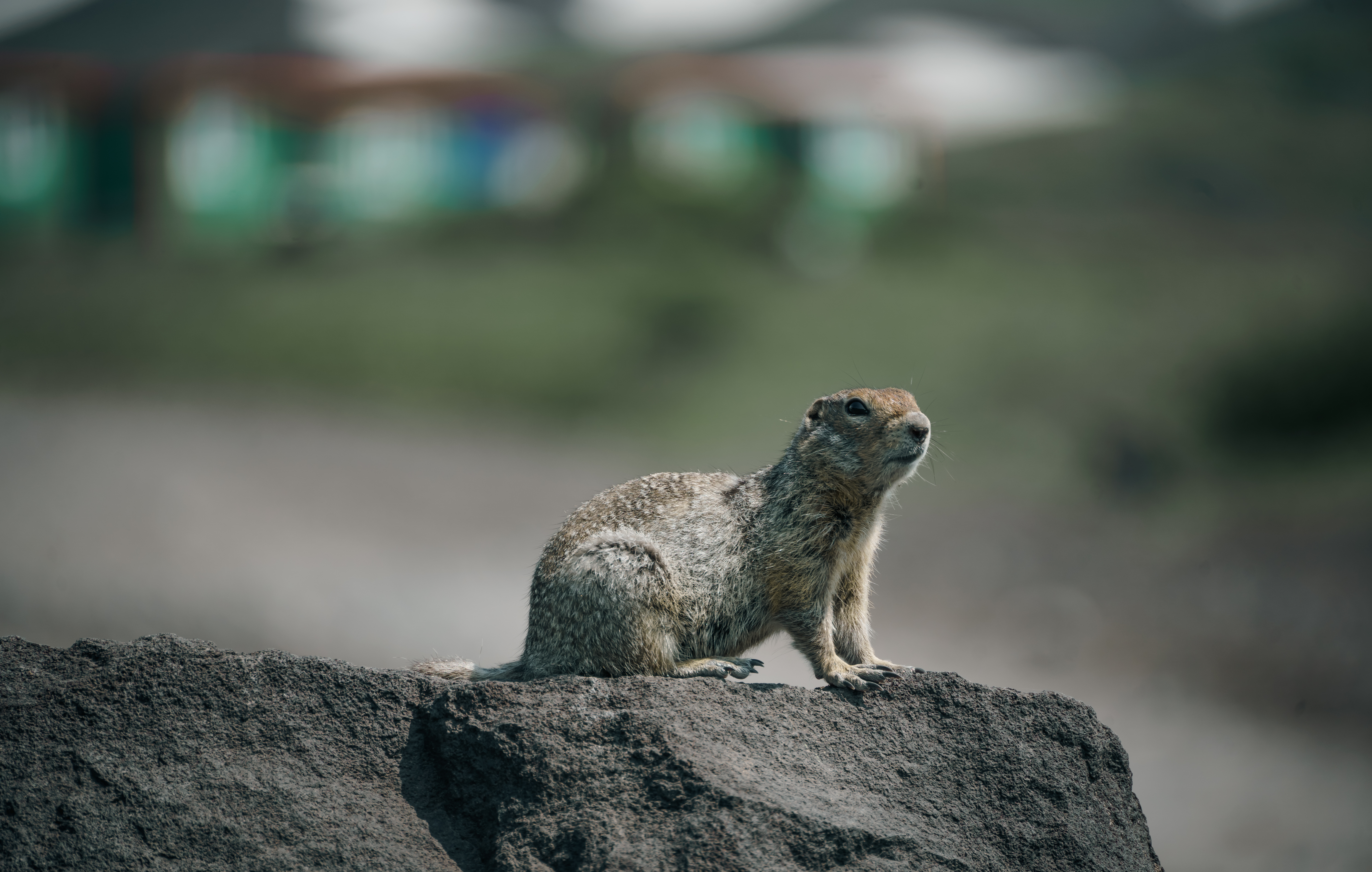 Джип тур Авачинский перевал и гора Верблюд