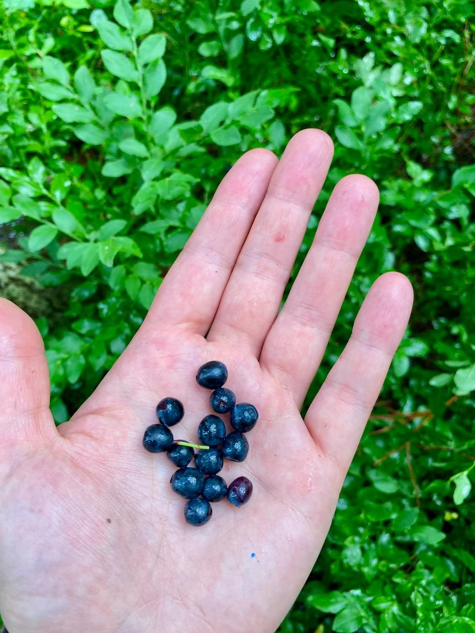 Звенигородский заказник и карьер Сима. Однодневный поход в Подмосковье (12/26)