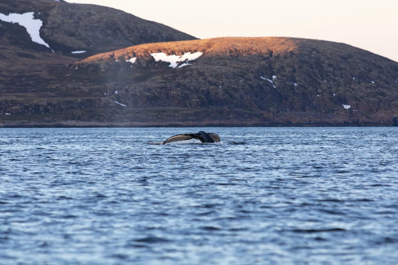 Путешествие в Териберку. Киты и Баренцево море (14/20)