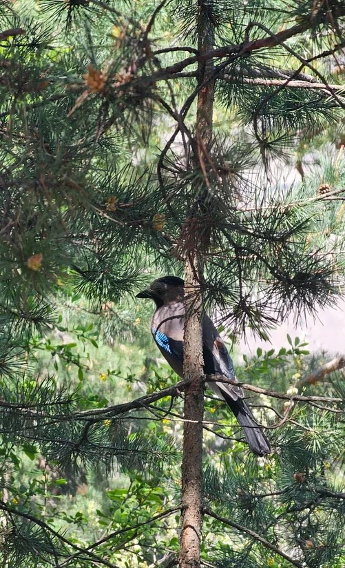 Аромат Индианы Джонса (48/180)