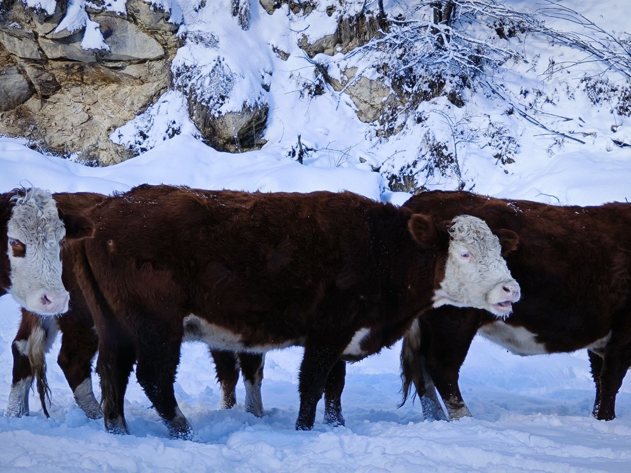 Зимняя сказка Осетии (41/58)