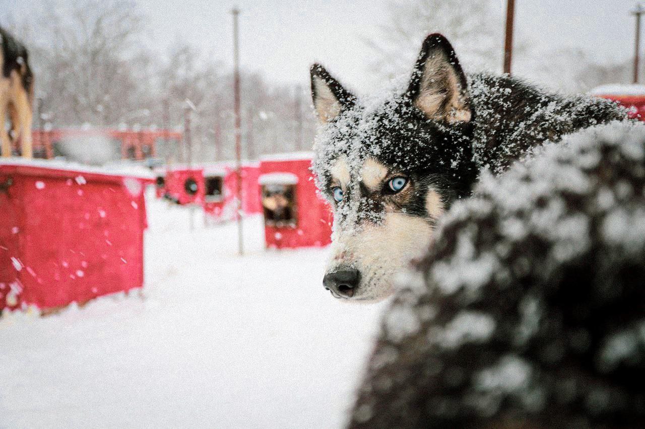 Коренные народы и собачьи упряжки