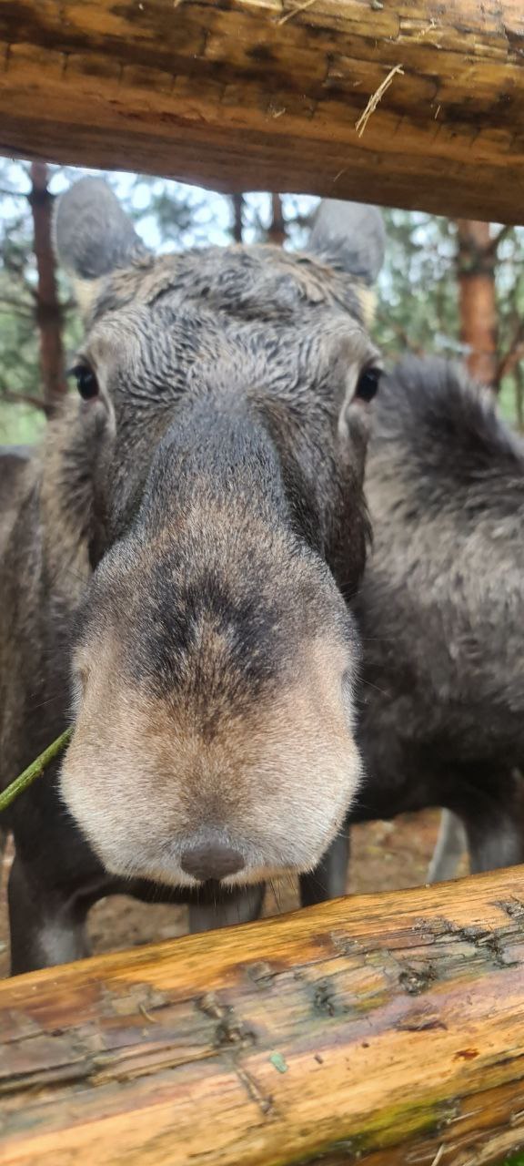Сказочная Карелия из Петрозаводска за 4 дня в мини-группе. (5/21)