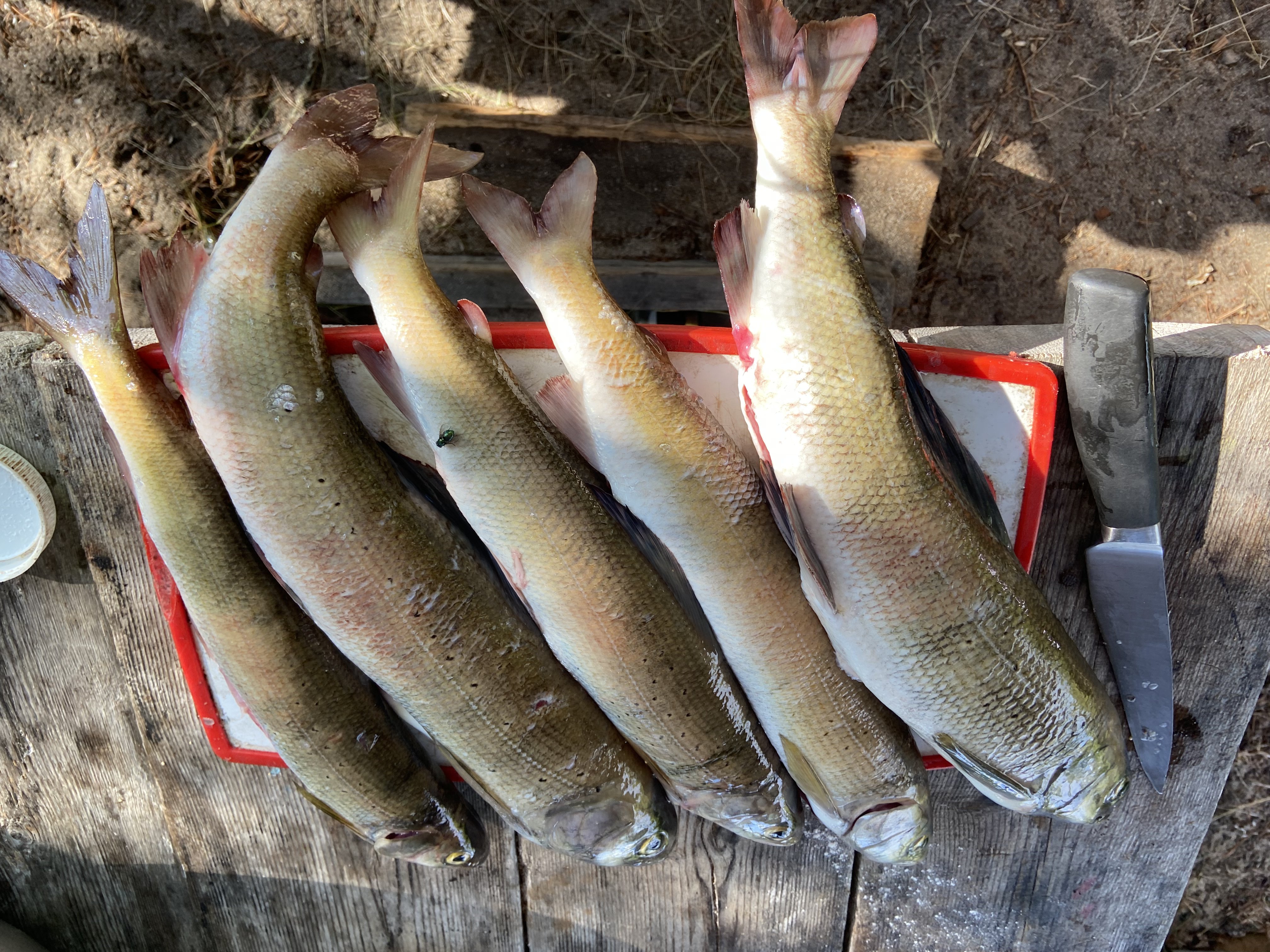 На Байкал за счастьем) (18/57)