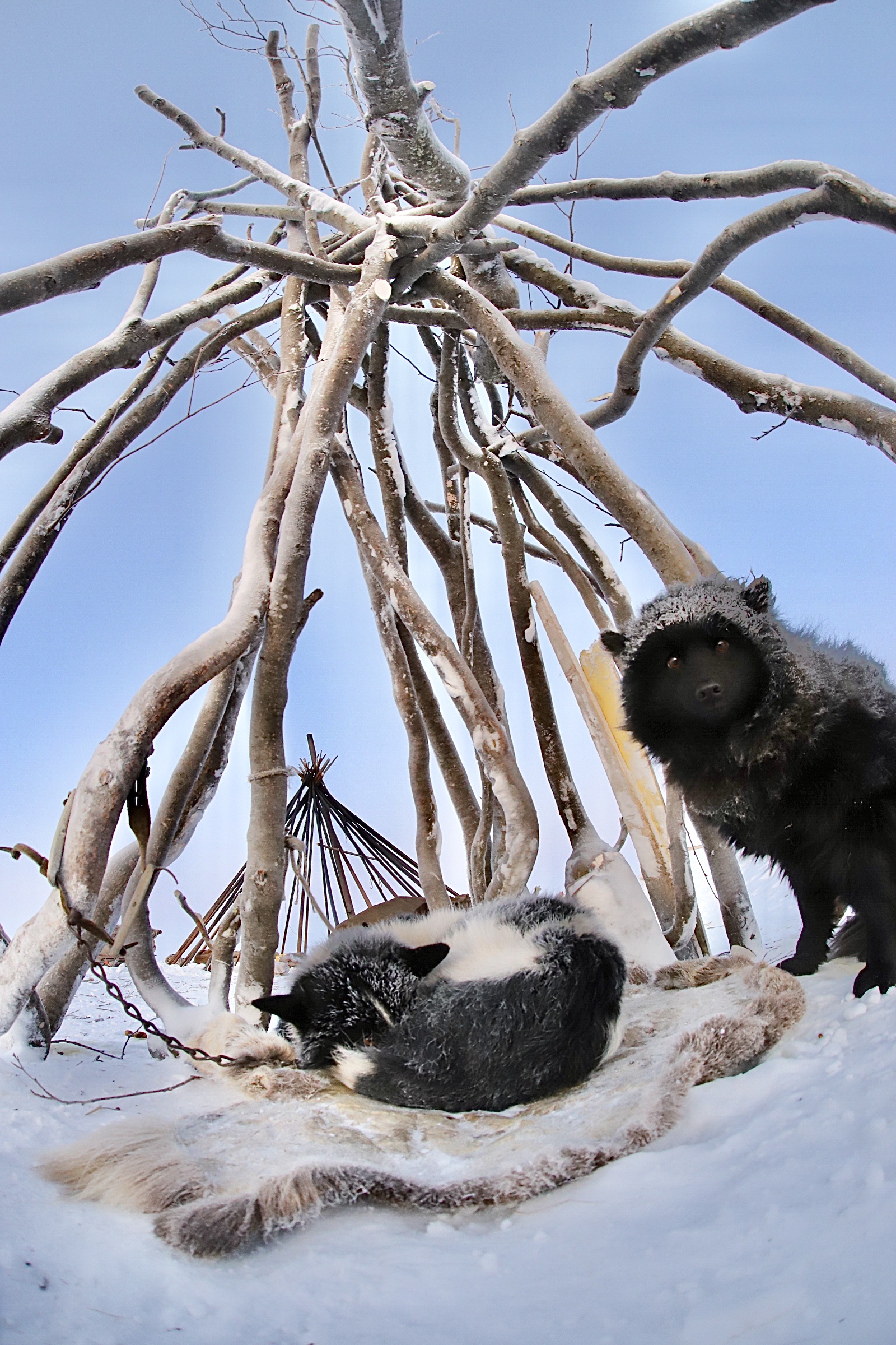 Ямал: экспедиция с профессиональным фотографом в стойбище ненецких оленеводов (12/20)