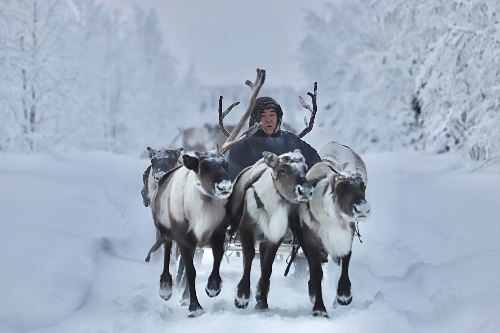 Ямал: экспедиция с профессиональным фотографом в стойбище ненецких оленеводов (5/20)