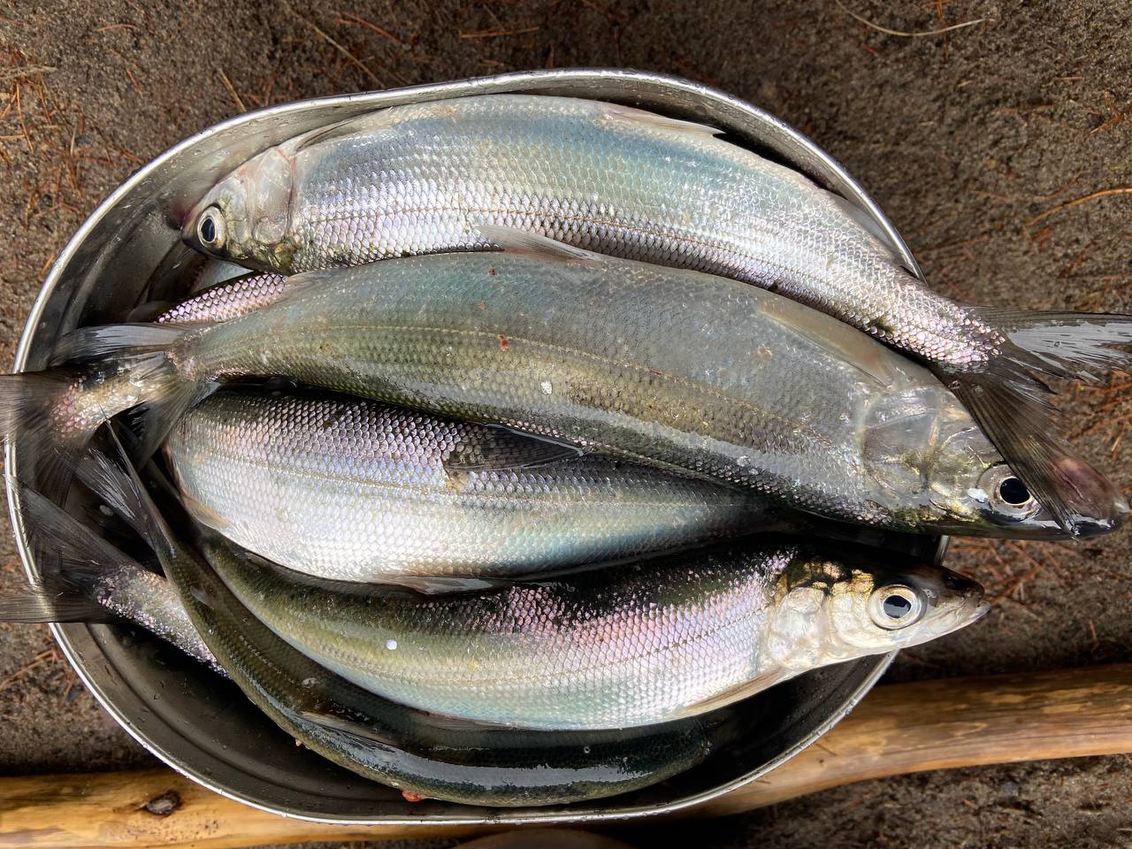 мини-тур Отдых в Хакусах (19/43)