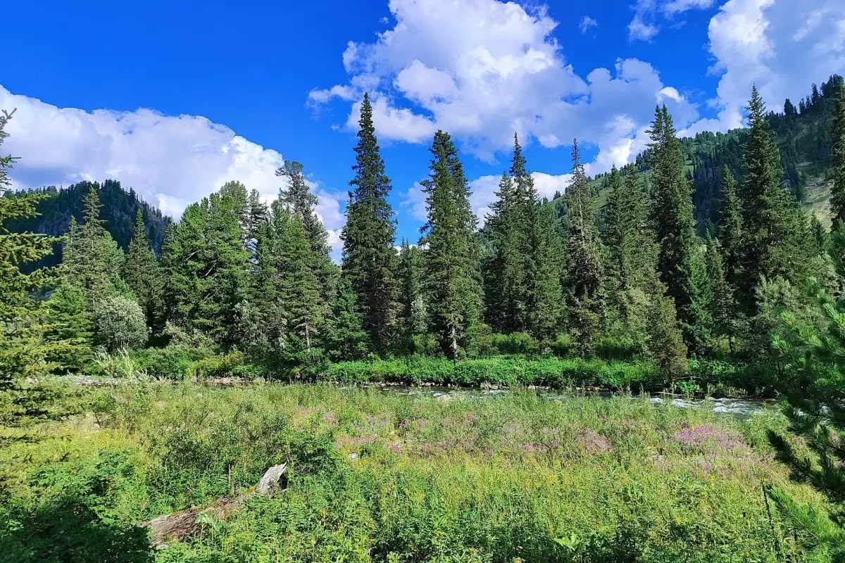 Горными тропами Алтая, конный тур на озеро Манас (5/23)