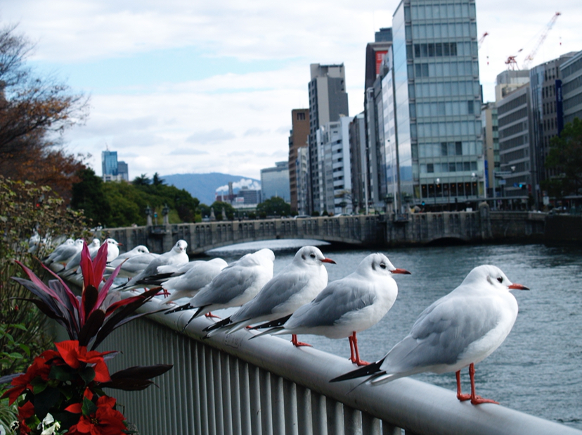 Япония - по морю и суше в поисках икигай. (6/9)