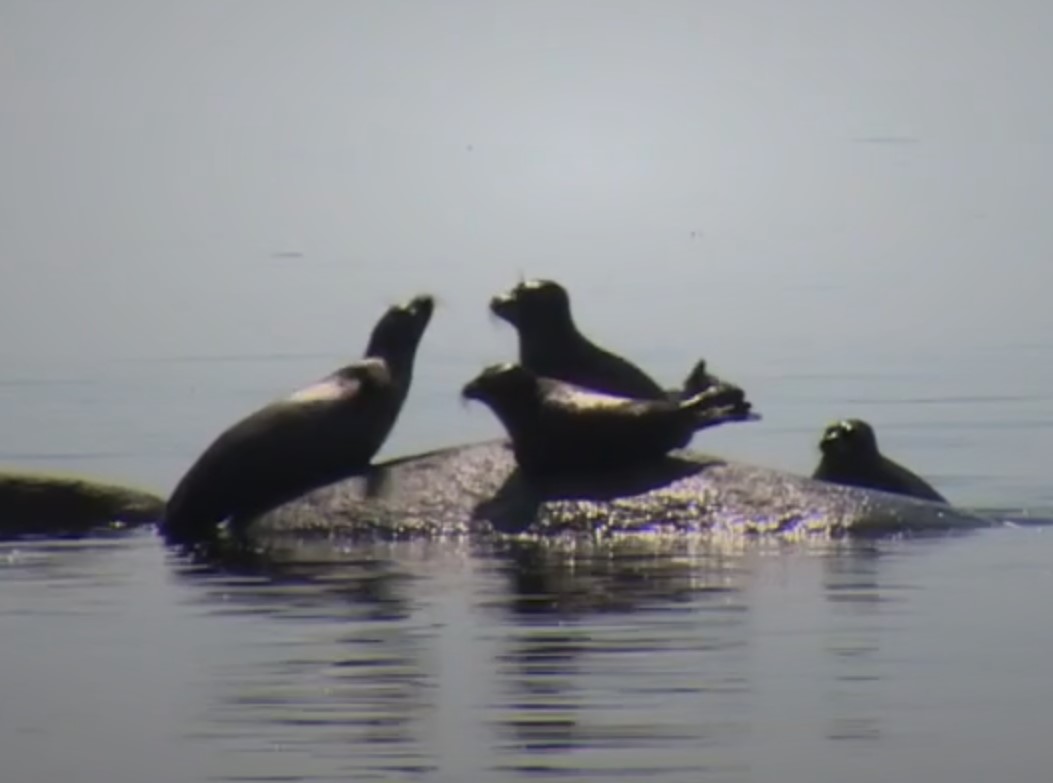 Горячие источники на Северном Байкале (41/67)