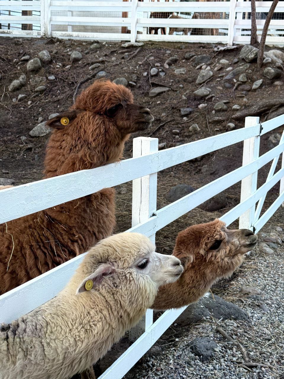 Эльбрус - сердце Северного Кавказа! (6/8)