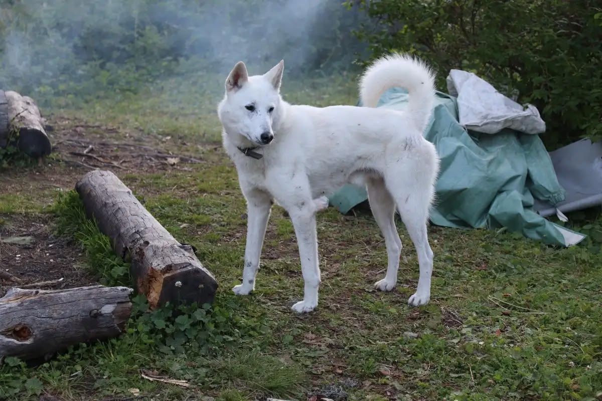Горными тропами Алтая, конный тур на озеро Манас (6/23)