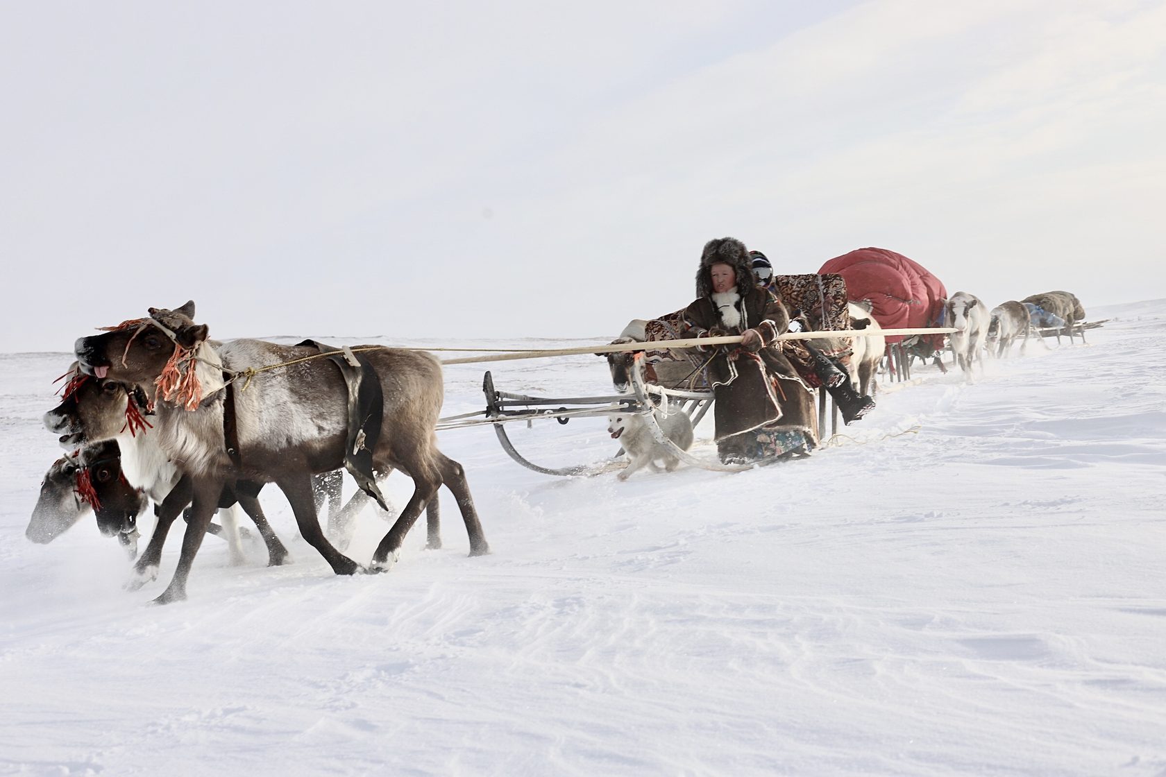 Ямал: экспедиция с профессиональным фотографом в стойбище ненецких оленеводов (10/20)