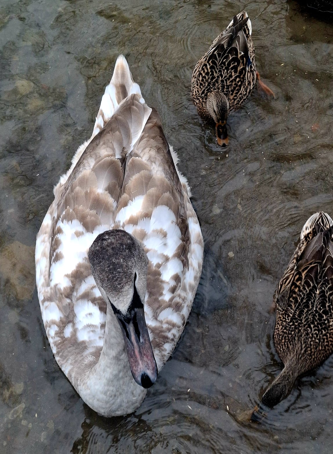 Псков, Изборск, Печоры, Пушкинские горы с.Михайловское (4/46)