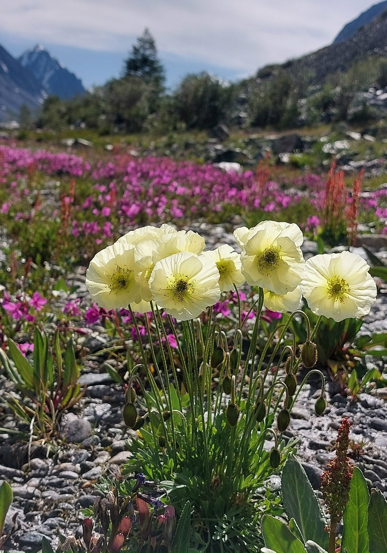 Джип-тур Алтай. Грани высокогорья. (29/47)