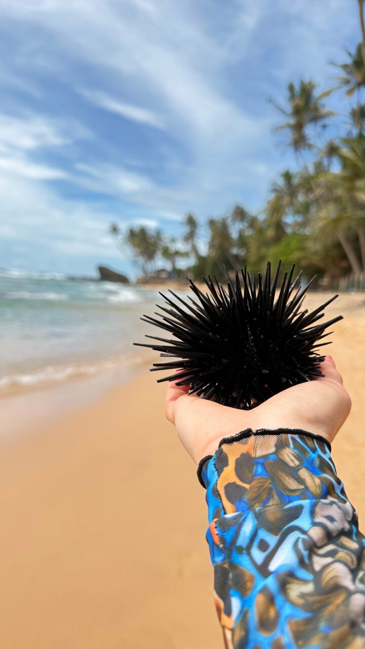 Прощай, зима! Погнали на райский остров Шри-Ланка (40/66)