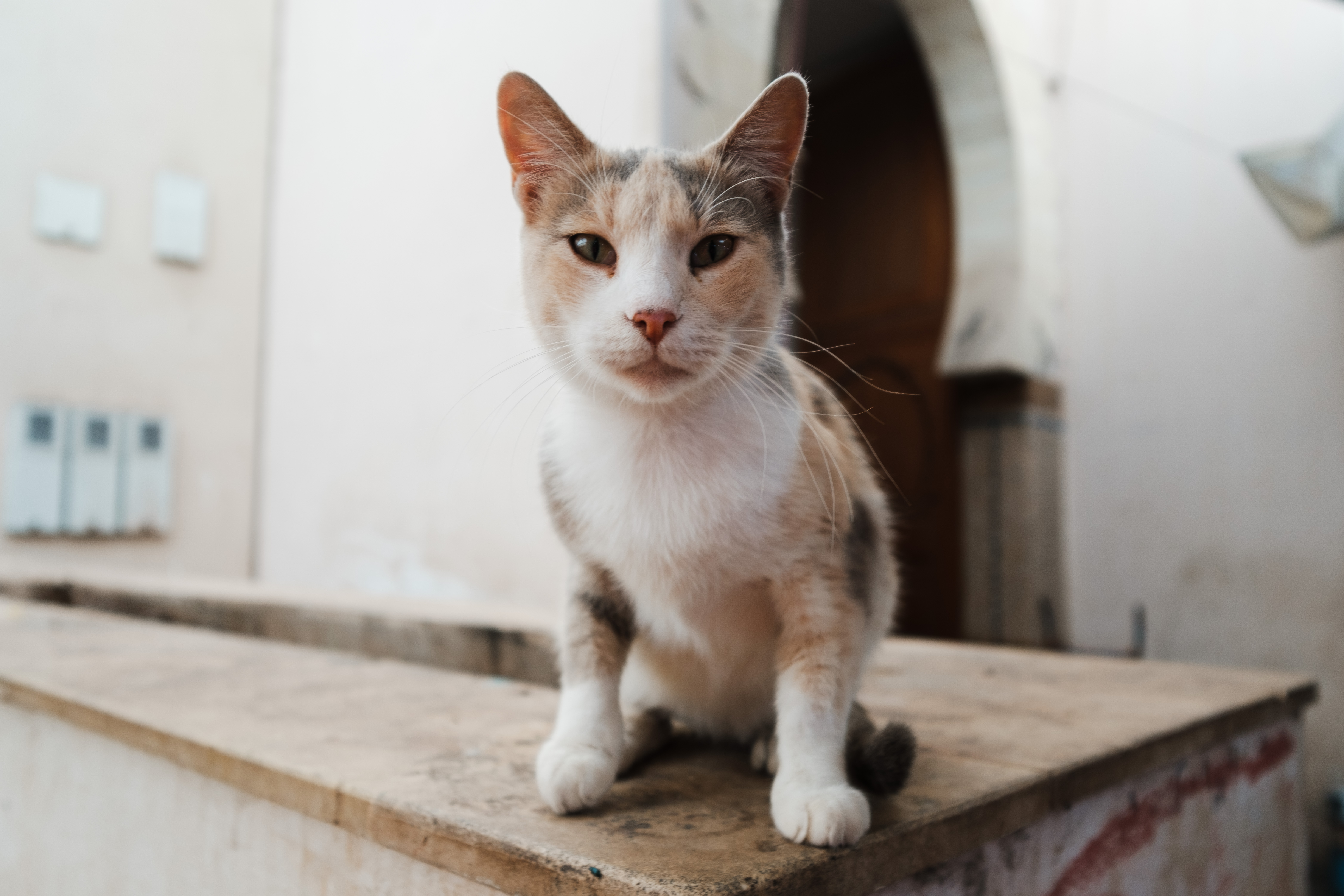 Марокко - сёрф, волны и свобода (13/52)