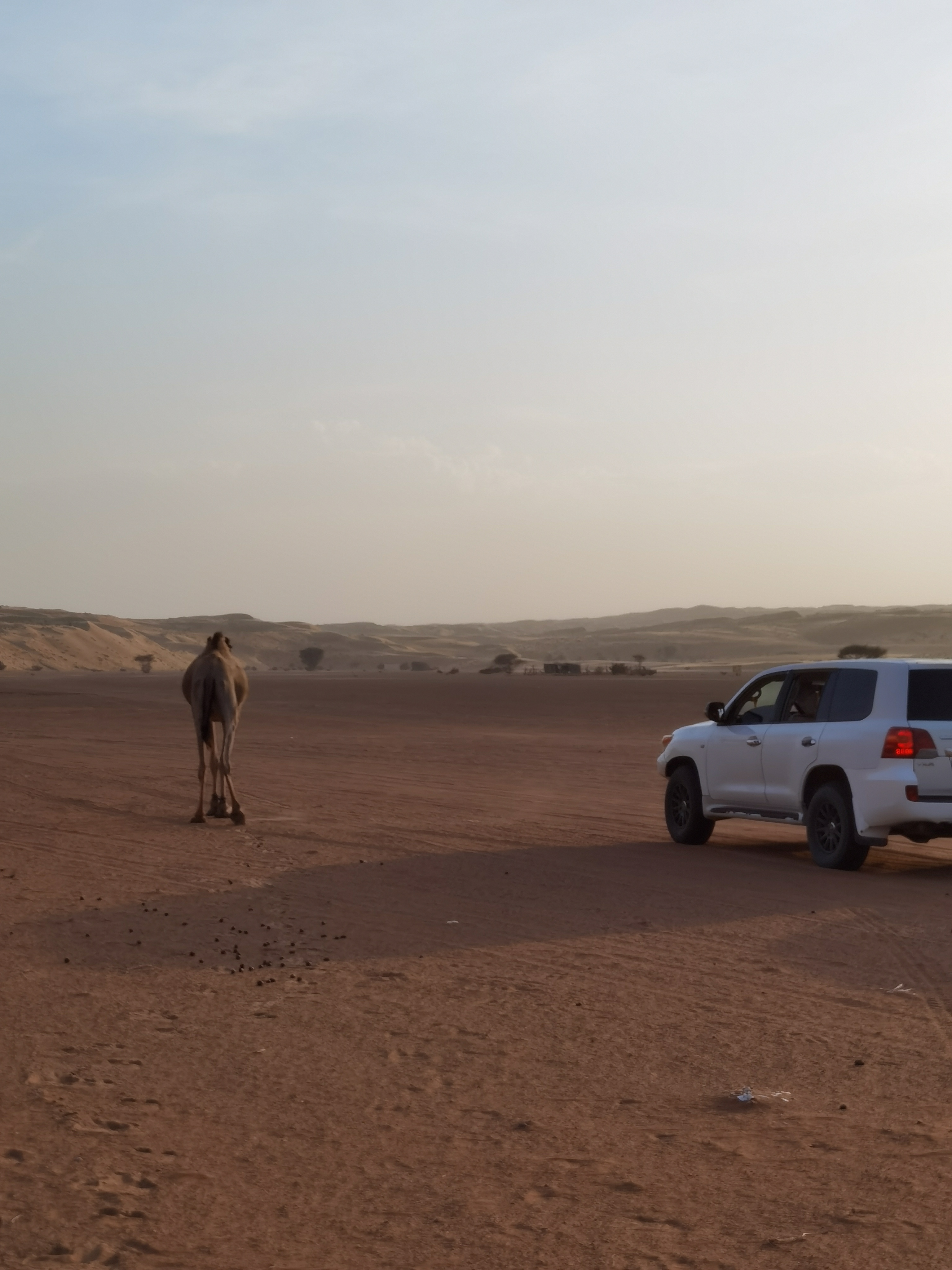 Жемчужина Аравии. Тур в Оман (33/51)