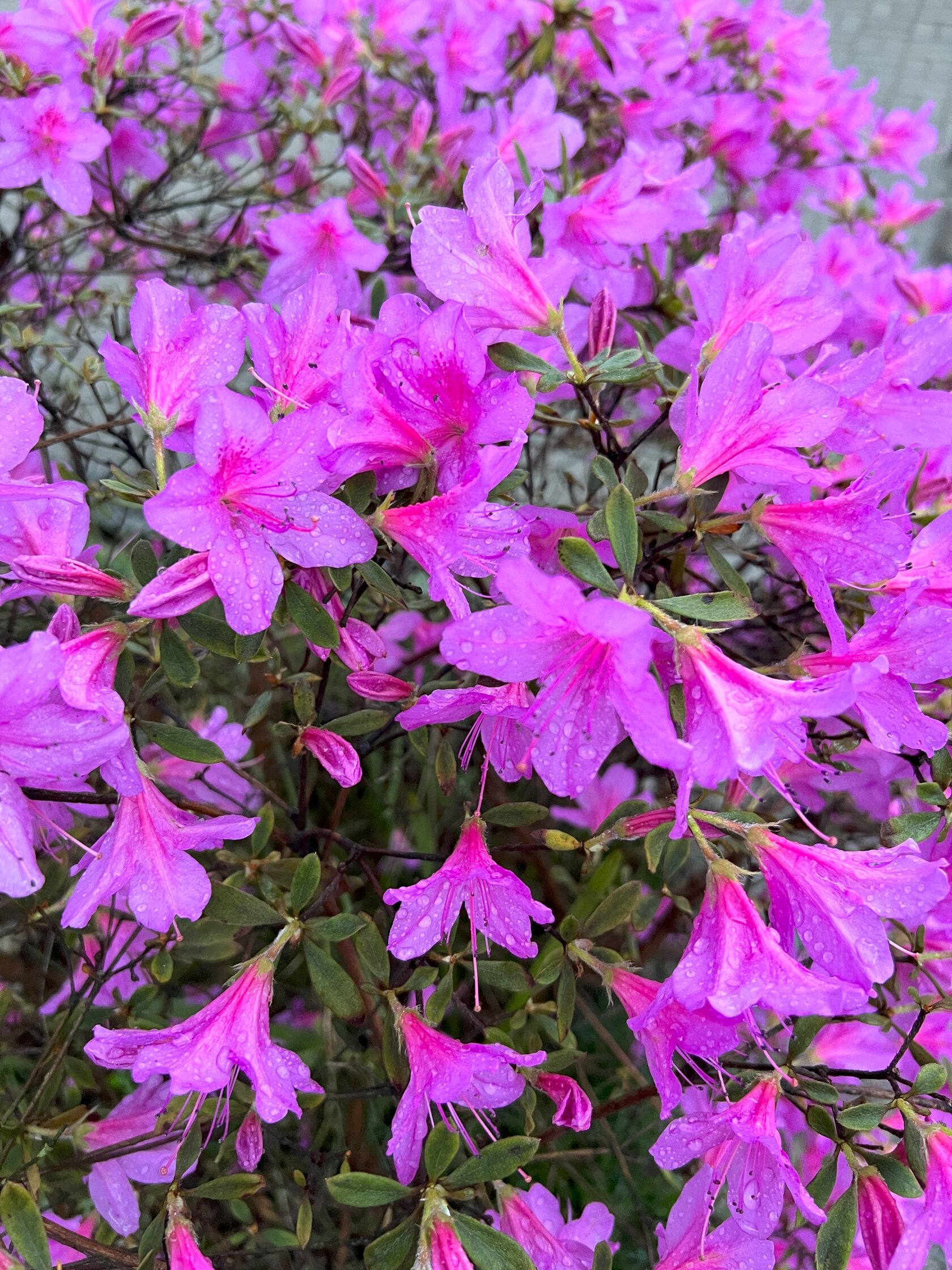 Другая Абхазия: цветущая глициния (4/21)