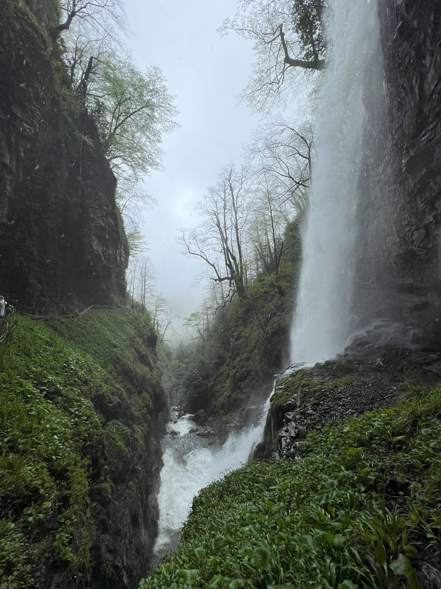 Другая Абхазия: цветущая глициния (9/21)