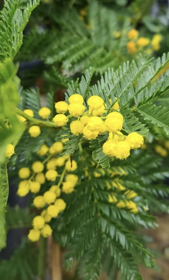 Другая Абхазия: цветущая мимоза и водопады-гиганты (6/15)