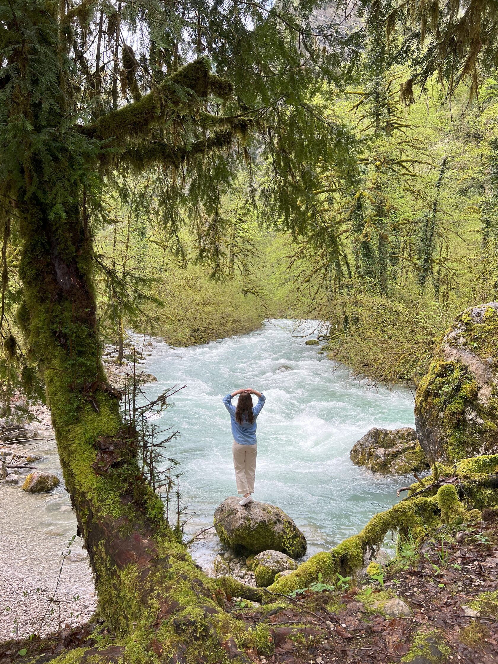 Другая Абхазия: цветущая глициния (11/21)