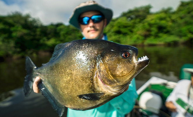 Амазония: пираньи - ленивцы - крокодилы