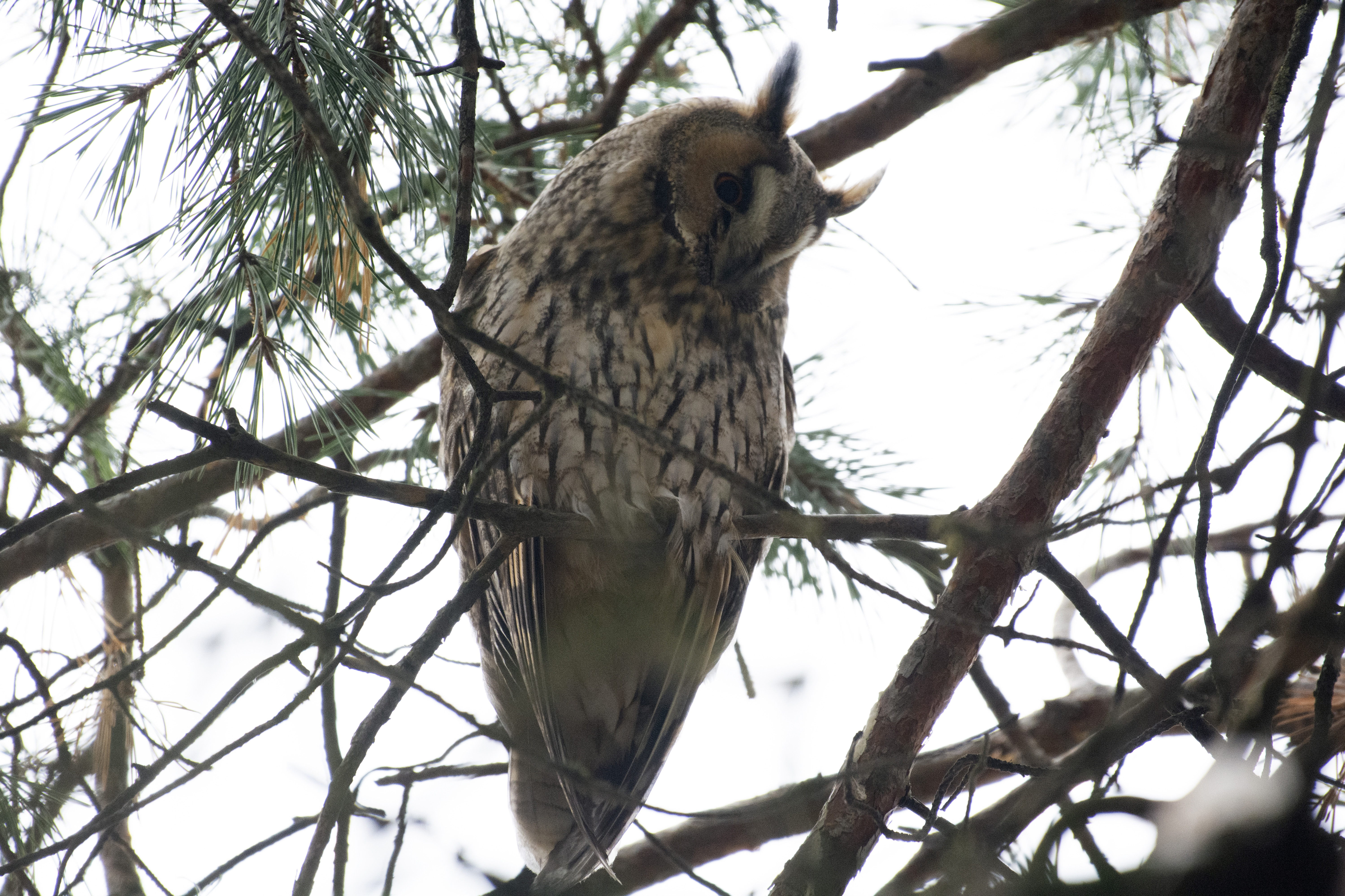 Рождество в совиной столице