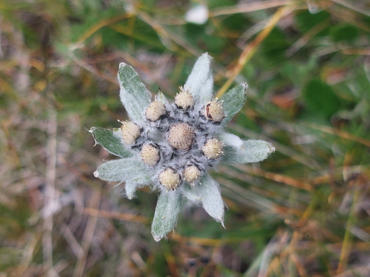 Джип-тур Алтай. Грани высокогорья. (12/47)